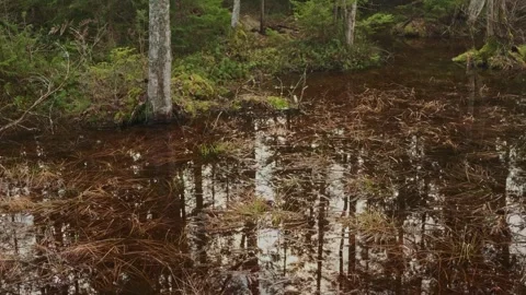 Forest Scene (6) Video stock 267214140