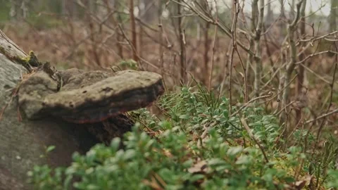 Forest Scene (7) Video stock 267213935