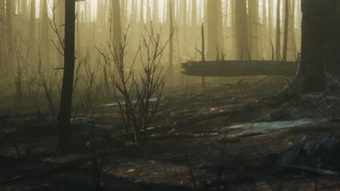 Forest scene after a fire with burned trees and fallen logs Stock Footage 344157156