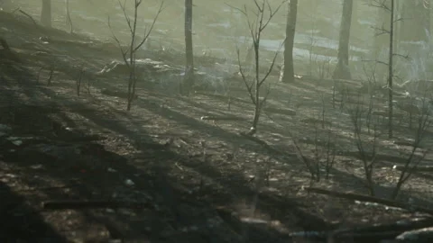 Forest scene after fire shows blackened trees and ash covered ground Stock Footage 345058253
