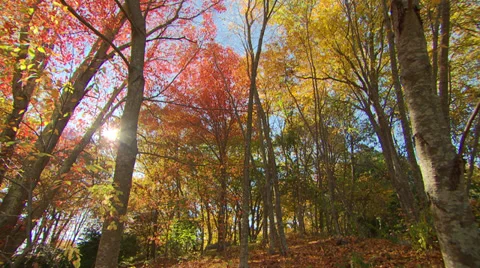 A forest scene in autumn Stock Footage 36478408