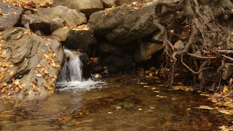 Forest scene in the autumn Vídeo Stock 110806767