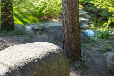 Forest scene with big rock and tree near water Фото