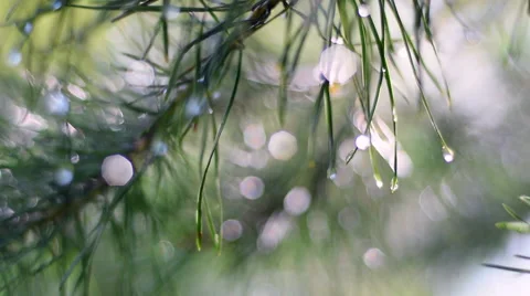 Forest scene with blur flaring and sparkling drops of water on pine branch. 動画素材 54208425