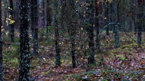 Forest scene with dark tree trunks and lush ground cover of moss and fallen Stock Footage 325697741