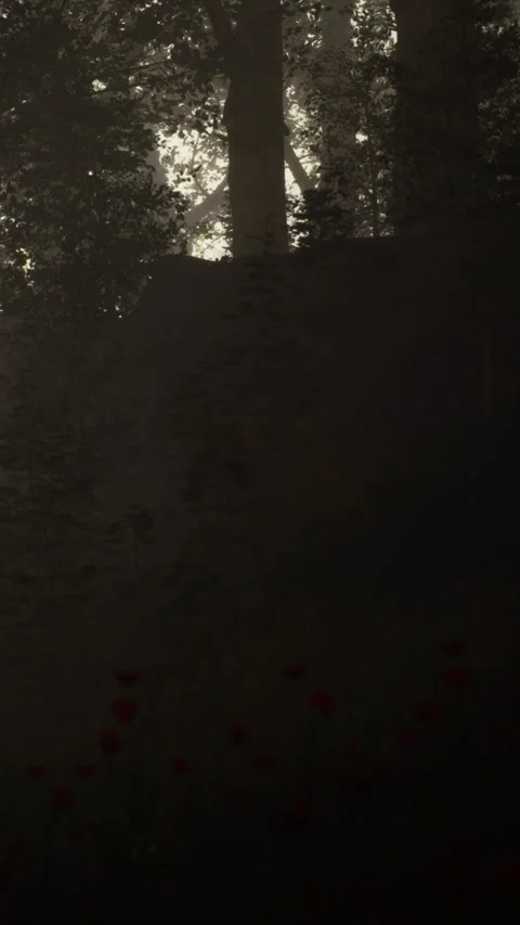 Forest scene with dark trees and faint light in the background Stock Footage 346676980
