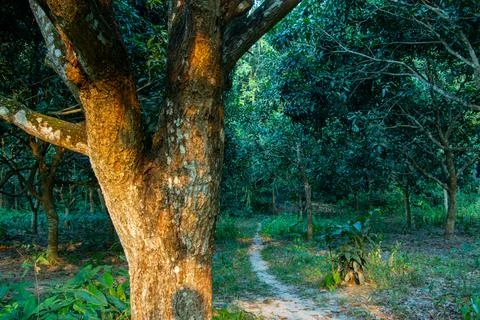 Forest scene, dominated by a large tree trunk in the foreground Foto stock