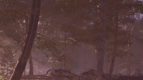 Forest scene during day with sunlight filtering through leaves Stock Footage 345063949