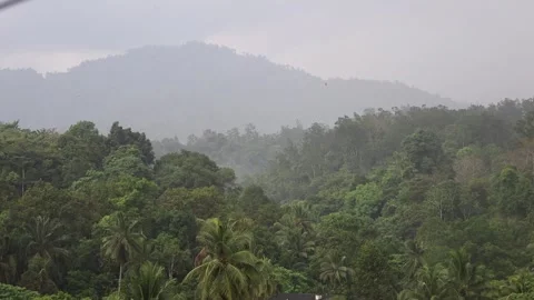 Forest scene during heavy rain Stock Footage 276097186