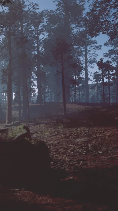 Forest scene at dusk with shadows and tall trees in the background Stock Footage 331761987