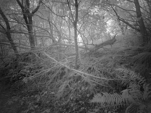 Forest scene with fallen branches and trees during daylight in a dense wood.. Stock Photos