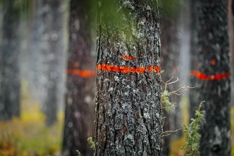 Forest scene featuring tall trees with orange markings, showcasing the natu.. Stock Photos