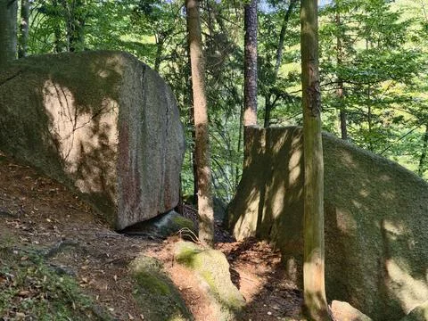 Forest scene featuring towering mossy boulders nestled between slender tree.. Stock Photos