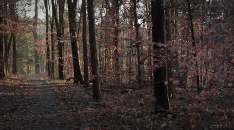 Forest Scene Stock Footage 34043306
