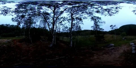 Forest scene Stockbeeldmateriaal 95048699