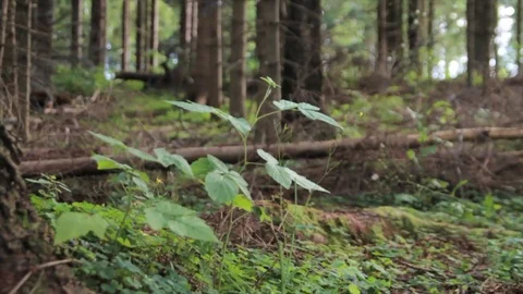 Forest scene Stock Footage 98678235