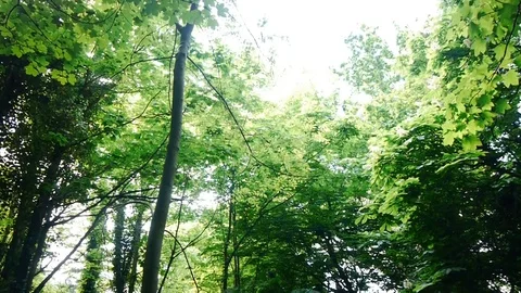 Forest scene Stock Footage 112697331