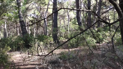 A Forest Scene Video stock 144838971