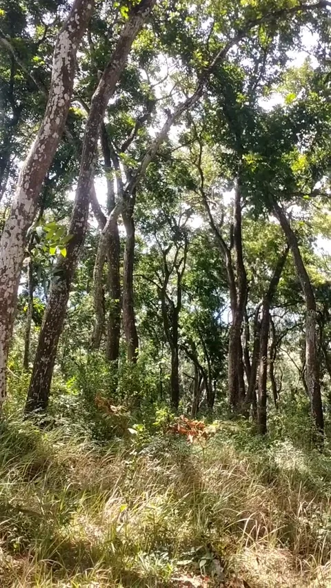 Forest Scene Stock Footage 331176717