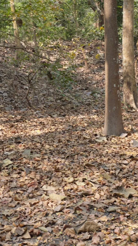 A forest scene 스톡 동영상 332590829