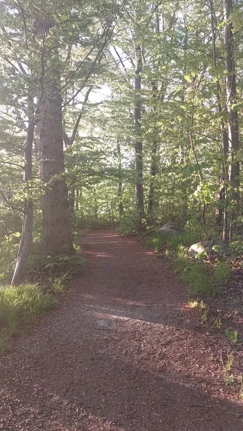 Forest Scene With Footpath Stock Footage 228870298