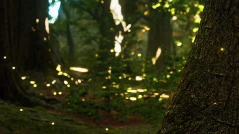 Forest scene with glowing elements during the day in a natural environment 動画素材 341005418