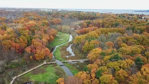 Forest scene In Hamilton 库存影片 147010629