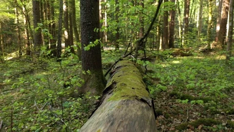 Forest scene landscape with fallen old tree Stock Footage 340590370