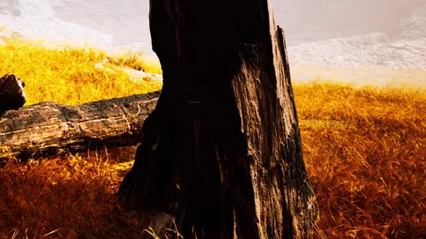 Forest scene with a large tree trunk and clear sky above in the background Stock Footage 340026278