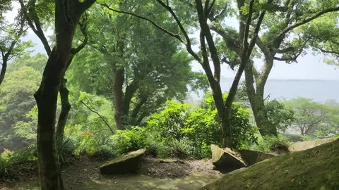 Forest scene with large trees and dense foliage 库存影片 337697895