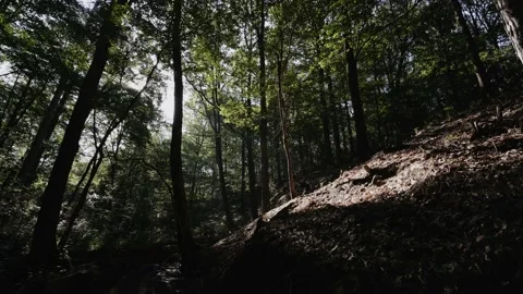 Forest scene with light pools and shadows on a hill 库存影片 134257964