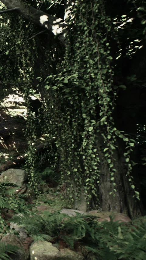 Forest scene with lush greenery and light filtering through trees Stock Footage 342178798