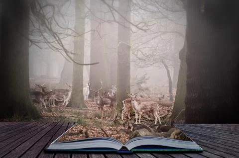 Forest scene in magic book with fallow deer in trees Foto stock
