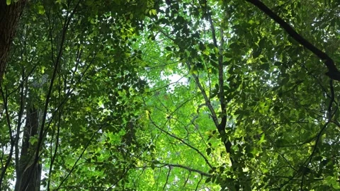 A forest scene, many trees and leaves, a space within nature Video stock 324608619