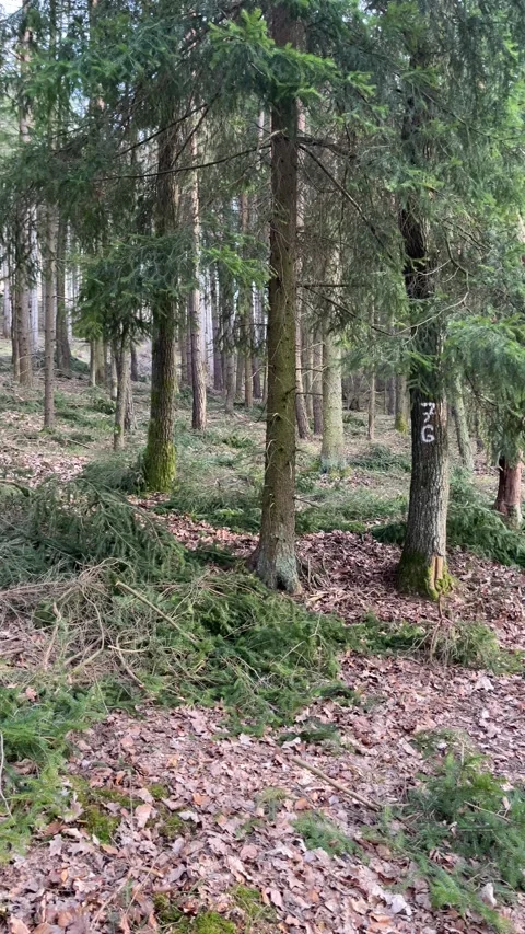 Forest Scene with Marked Tree and Fallen Branches Stock Footage 304008994