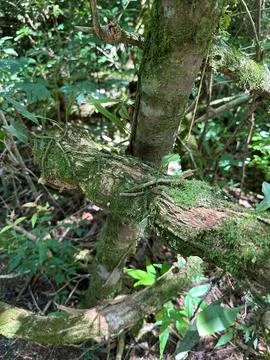 Forest scene with moss covered branches Stock Photos