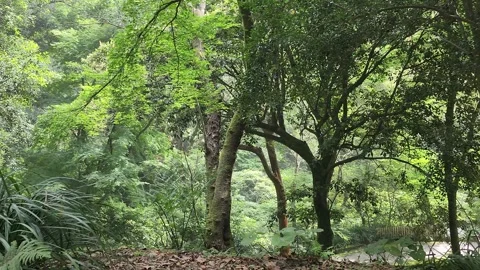 Forest scene with moss-covered tree trunk 스톡 동영상 337697581
