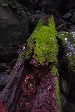 Forest scene with old tree trunk covered with green moss Stock Photos