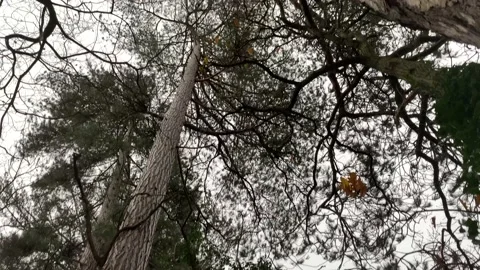 Forest Scene - Panning up Stock Footage 145291138