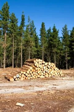 Forest scene Stock Photos