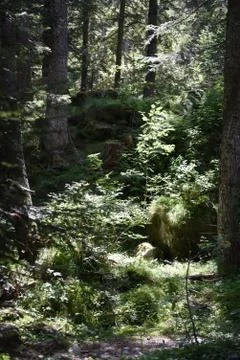 Forest scene Stock Photos