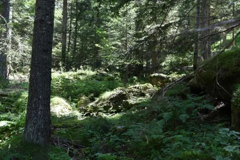 Forest scene Stock Photos