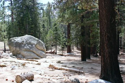 Forest Scene Foto stock