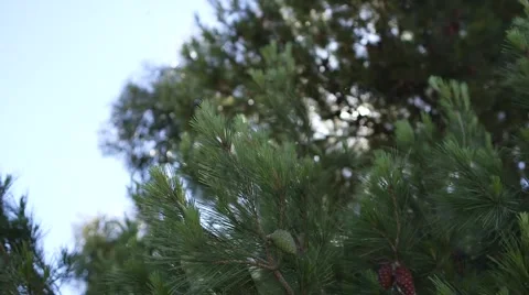 Forest scene with pine branch in sunny day. Stock Footage 56869560