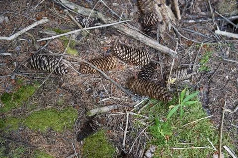 Forest scene - pine cones Stock Photos