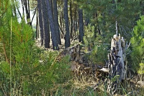Forest Scene with Pine Trees and Fallen Trunk Stock Photos