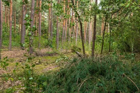 Forest Scene with Pine Trees and Cut Branches in Nowy Lubiel, Poland Stock Photos