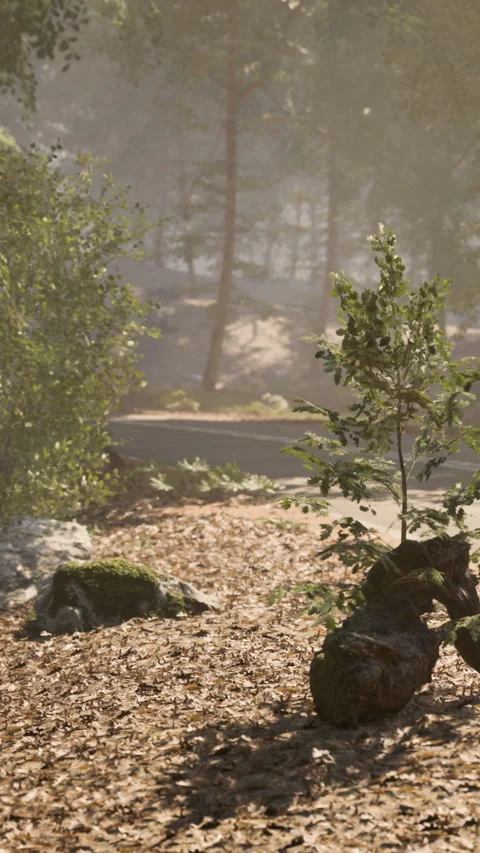 Forest scene with plants and sunlight near a walking path in morning Stock Footage 341053917