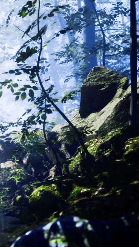 Forest scene with rock, trees, and moss during daytime light Stock Footage 334259788
