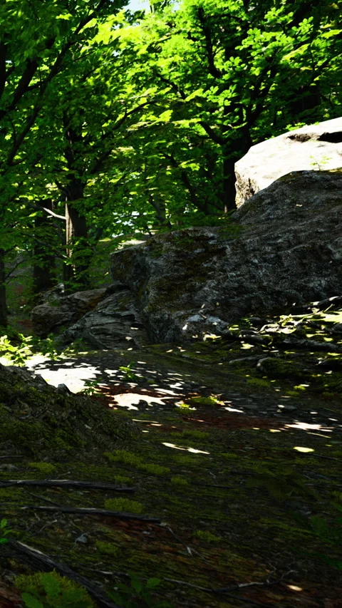 Forest scene with rocks and sunlight streaming through trees in daytime Stock Footage 341254249
